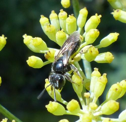 Andrena sp.